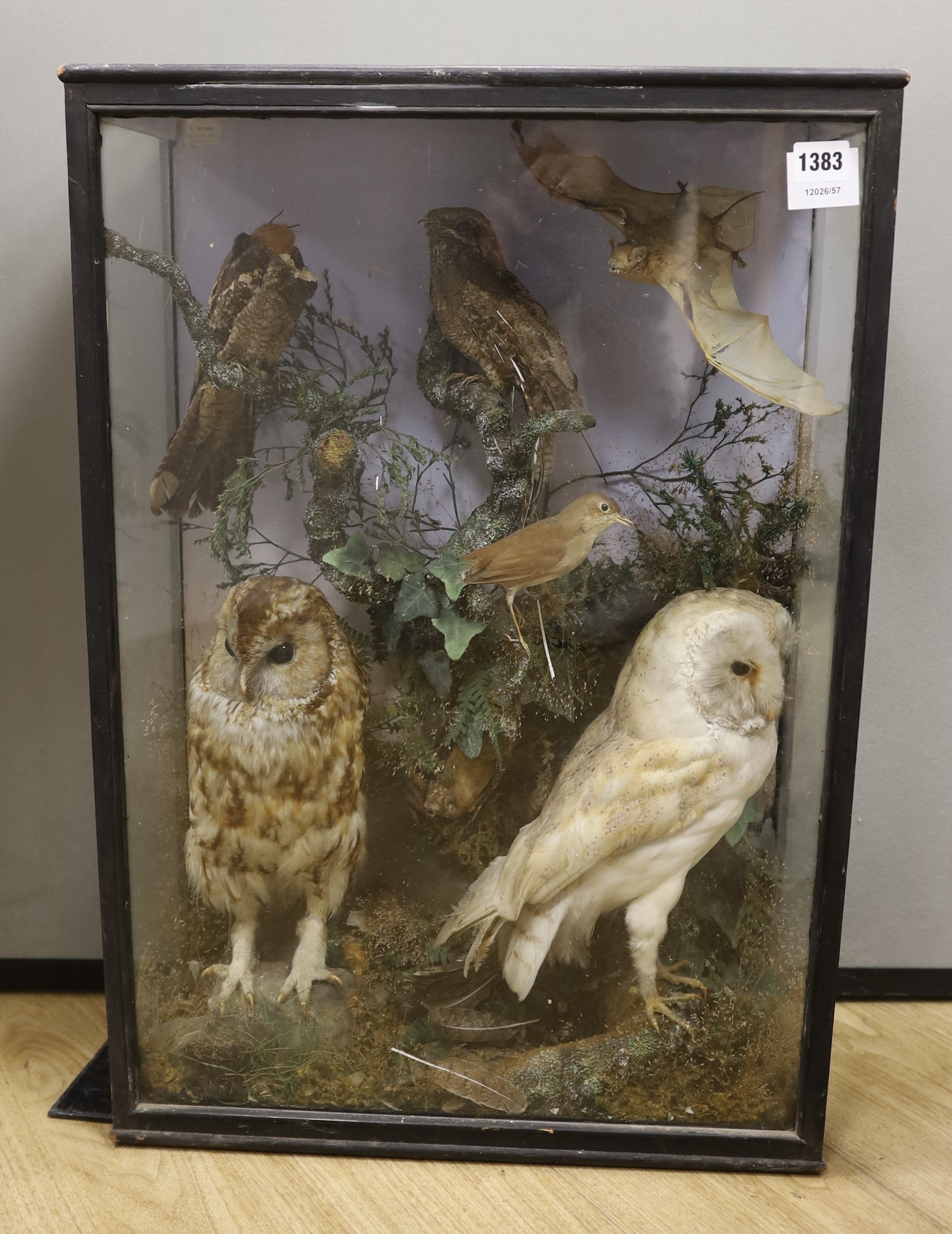 A Victorian cased taxidermy display of birds, by R. Brazenor, 69 x 48cm